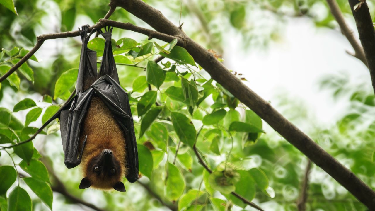 Bat Houses.